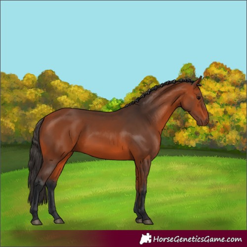 Horse Color:Bay 