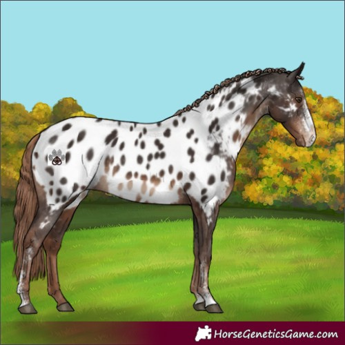 Horse Color:Liver Chestnut Sabino Appaloosa Rabicano 