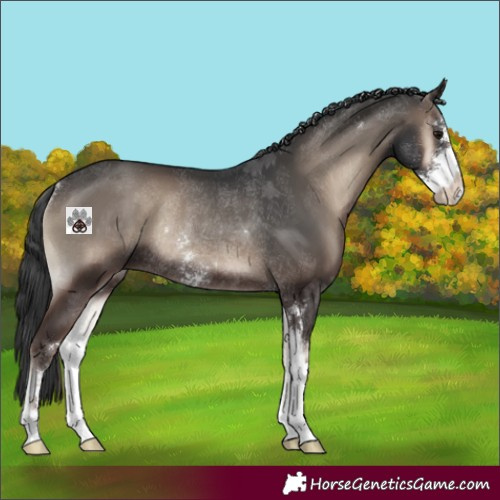 Horse Color:Blue Onyx Sabino Rabicano 