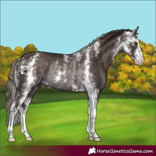 Horse Color:Liver Chestnut Sabino Rabicano 