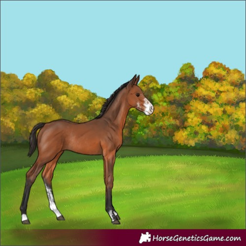 Horse Color:Bay Sabino Rabicano 