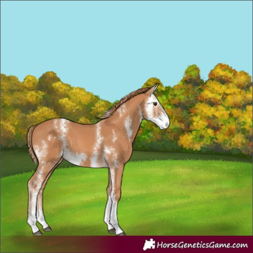 Horse Color:Chestnut Sabino 