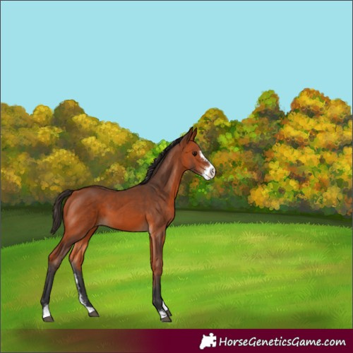 Horse Color:Bay Sabino