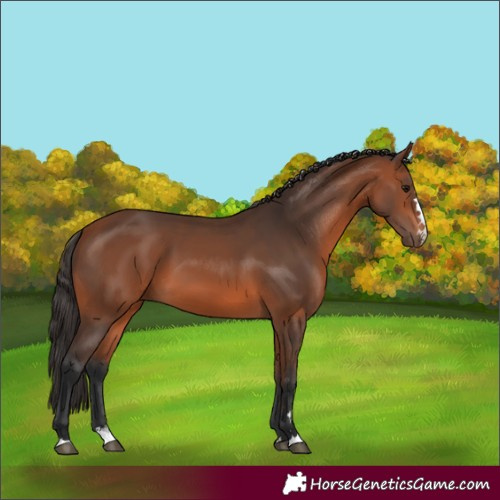 Horse Color:Bay 