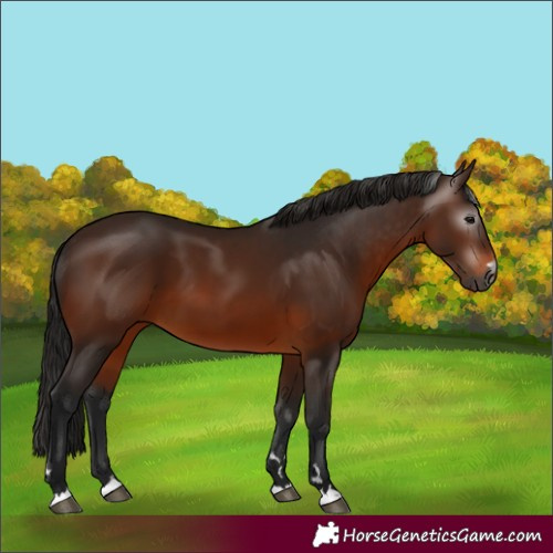 Horse Color:Gray Bay 