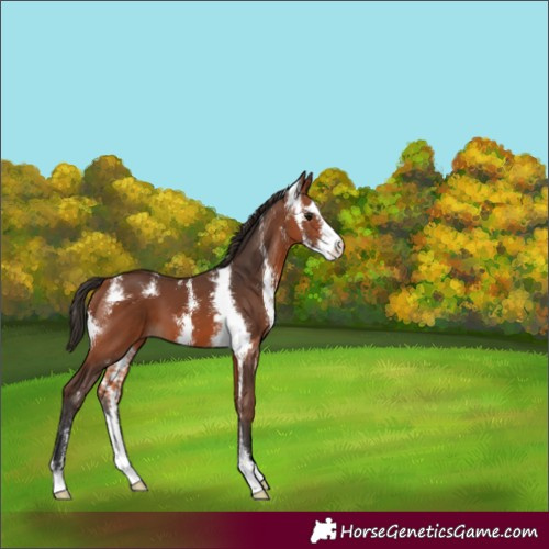Horse Color:Bay Sabino 
