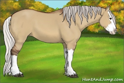 Horse Color:Silver Bay Dun Splash 