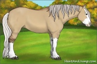 Horse Color:Silver Bay Dun Splash