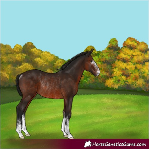 Horse Color:Gray Bay Sabino Rabicano 