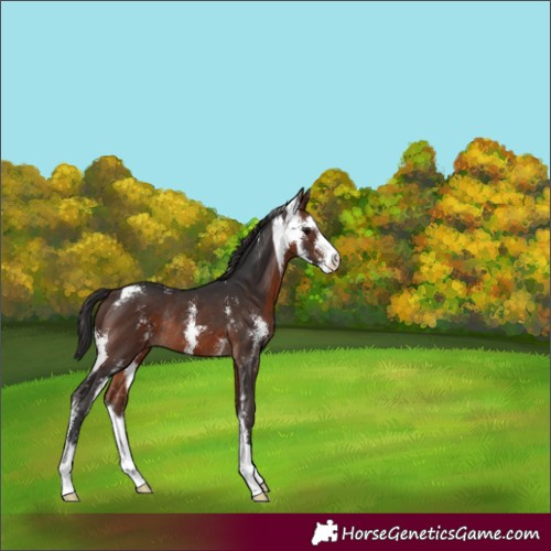 Horse Color:Brown Sabino Rabicano 