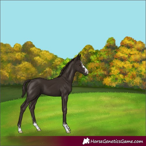 Horse Color:Liver Chestnut 