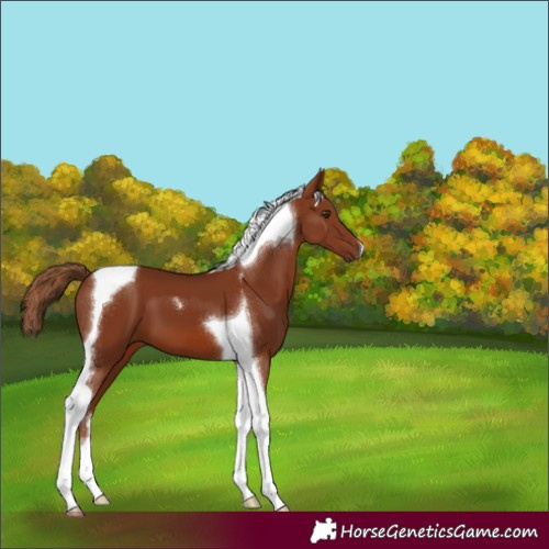 Horse Color:Chestnut Tobiano 