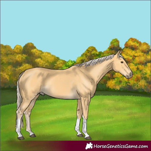 Horse Color:Palomino Tobiano 