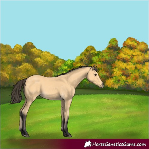 Horse Color:Buckskin 