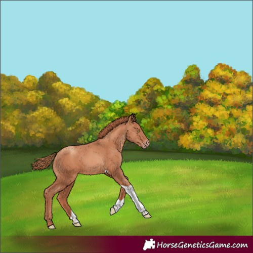 Horse Color:Gold Champagne Tobiano Rabicano 