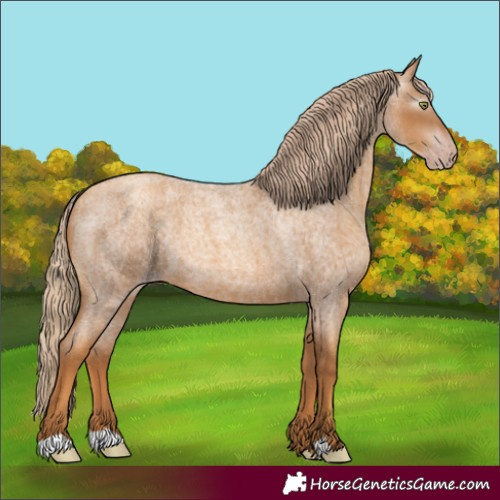 Horse Color:Gray Gold Champagne Roan 