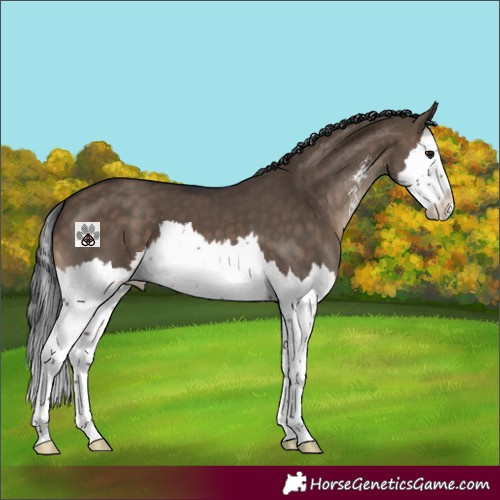 Horse Color:Brown Dun Sabino Splash 