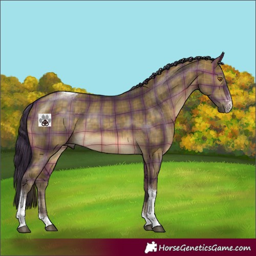 Horse Color:Plaid  Buckskin Dun Sabino Tobiano Rabicano 