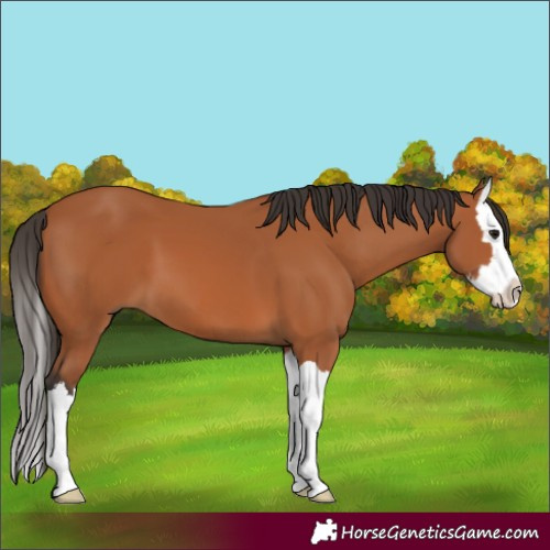 Horse Color:Bay Splash
