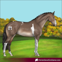 Horse Color:Brown Dun Tobiano 