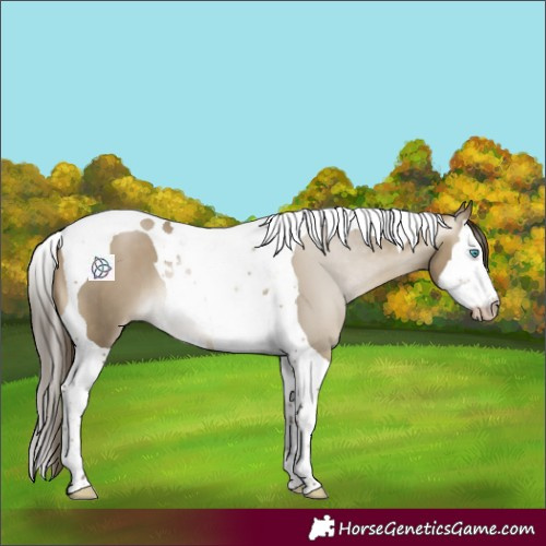 Horse Color:Gray Buckskin Pearl Dun Splash Tobiano 