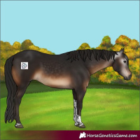 Horse Color:Gray Brown Tobiano Rabicano 