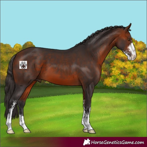 Horse Color:Bay Sabino 