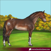 Horse Color:Bay Tobiano 