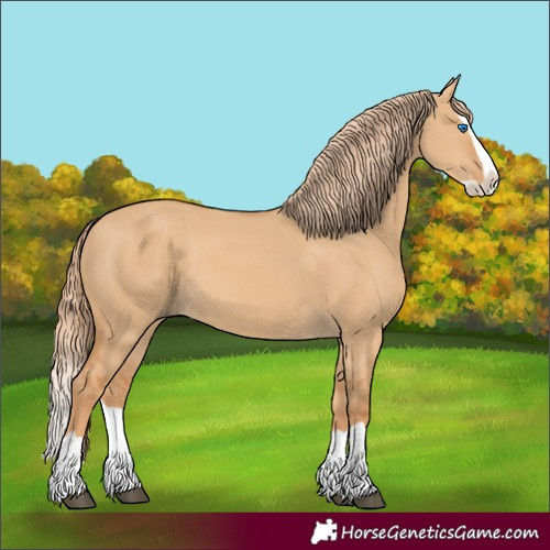 Horse Color:Red Dun Splash