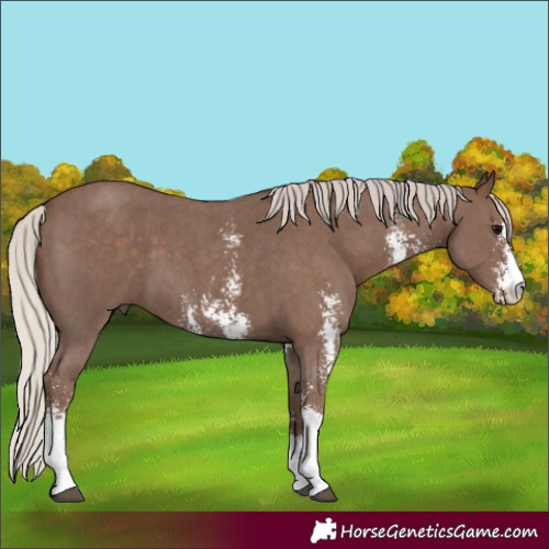 Horse Color:Silver Black Sabino