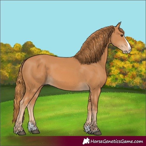 Horse Color:Chestnut Splash 