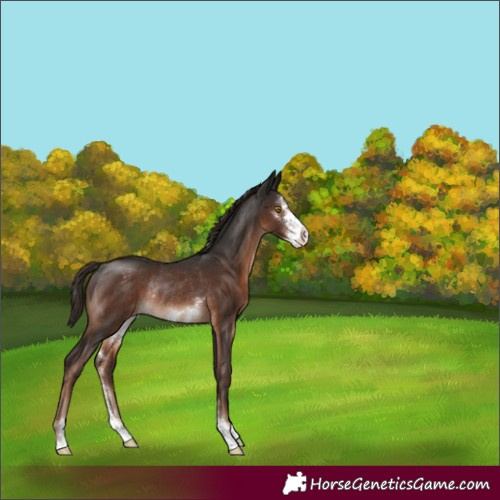 Horse Color:Liver Chestnut Sabino Appaloosa Rabicano