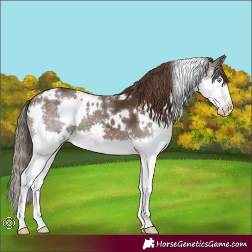 Horse Color:White Spotted Liver Chestnut Splash 