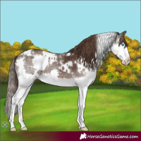 Horse Color:White Spotted Liver Chestnut Splash 