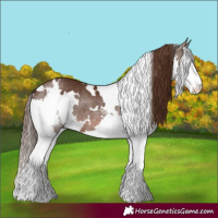 Horse Color:White Spotted Liver Chestnut Splash Rabicano