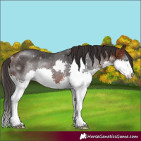 Horse Color:Brown Splash Rabicano