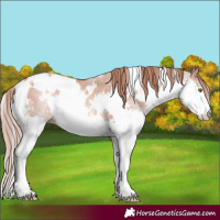 Horse Color:White Spotted Gold Champagne Splash Rabicano 