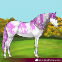 Horse Color:Watercolor White Spotted Liver Chestnut Splash Appaloosa Rabicano