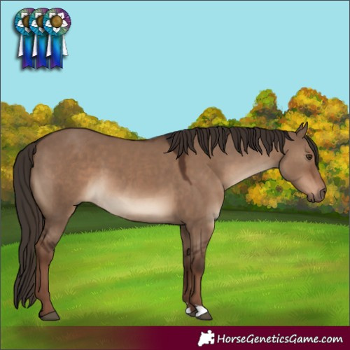 Horse Color:Liver Red Dun 