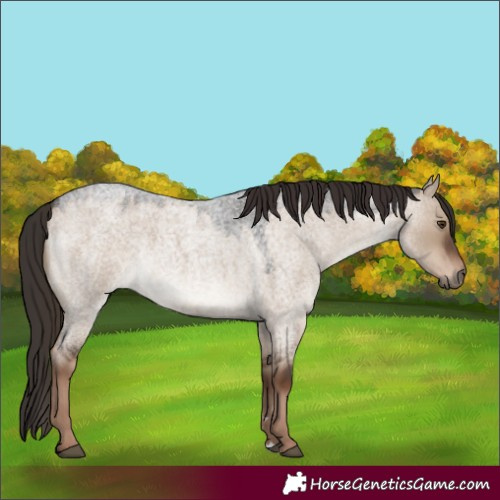 Horse Color:Liver Red Dun Roan 