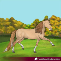 Horse Color:Red Dun Splash 