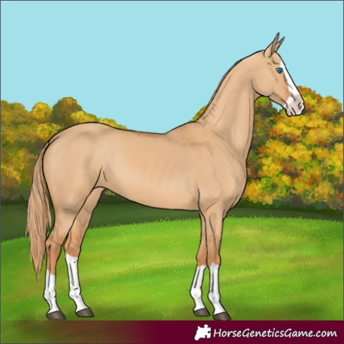 Horse Color:Red Dun Splash 