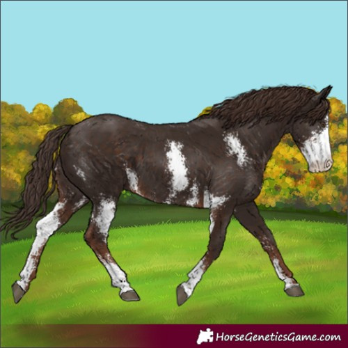 Horse Color:Liver Chestnut Sabino 