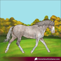 Horse Color:Silver Brown Roan Dun Sabino 
