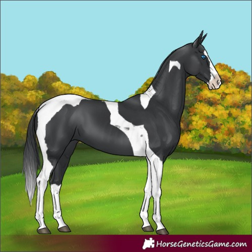 Horse Color:Black Splash Tobiano