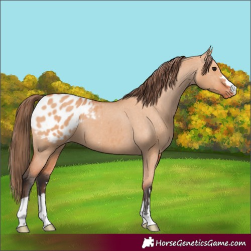 Horse Color:Bay Dun Appaloosa 