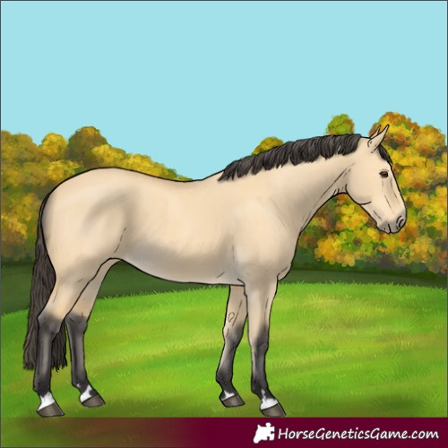 Horse Color:Buckskin Dun 