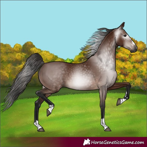 Horse Color:Unknown 
