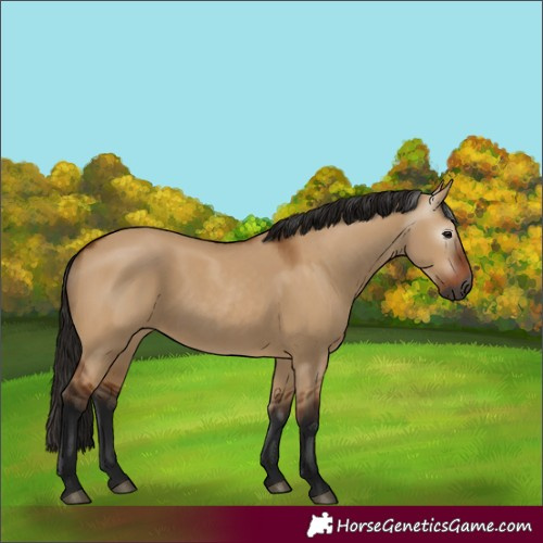 Horse Color:Gray Bay Dun 
