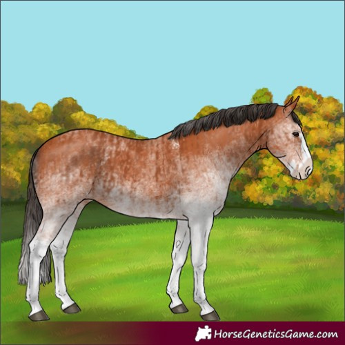 Horse Color:White Spotted Bay Splash  and White Spotted Bay Splash 
